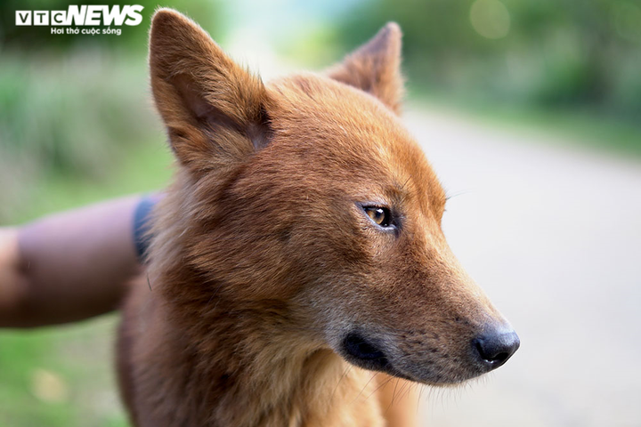 Những điều ít biết về 'tứ đại danh khuyển' của Việt Nam - 13