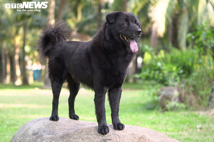 Những điều ít biết về 'tứ đại danh khuyển' của Việt Nam - 8