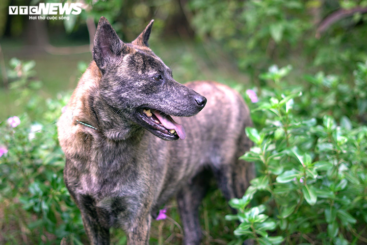 Những điều ít biết về 'tứ đại danh khuyển' của Việt Nam - 6