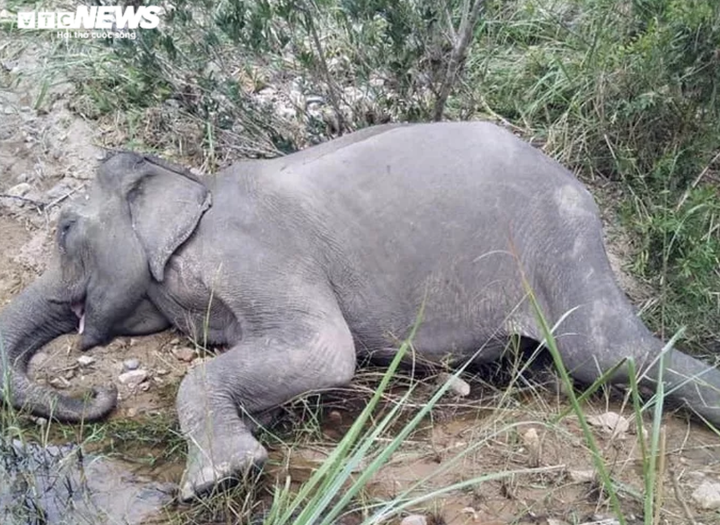 Con voi cuối cùng ở khu vực Bắc Tây Nguyên đã chết - 1