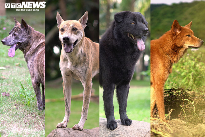 Những điều ít biết về 'tứ đại danh khuyển' của Việt Nam - 1