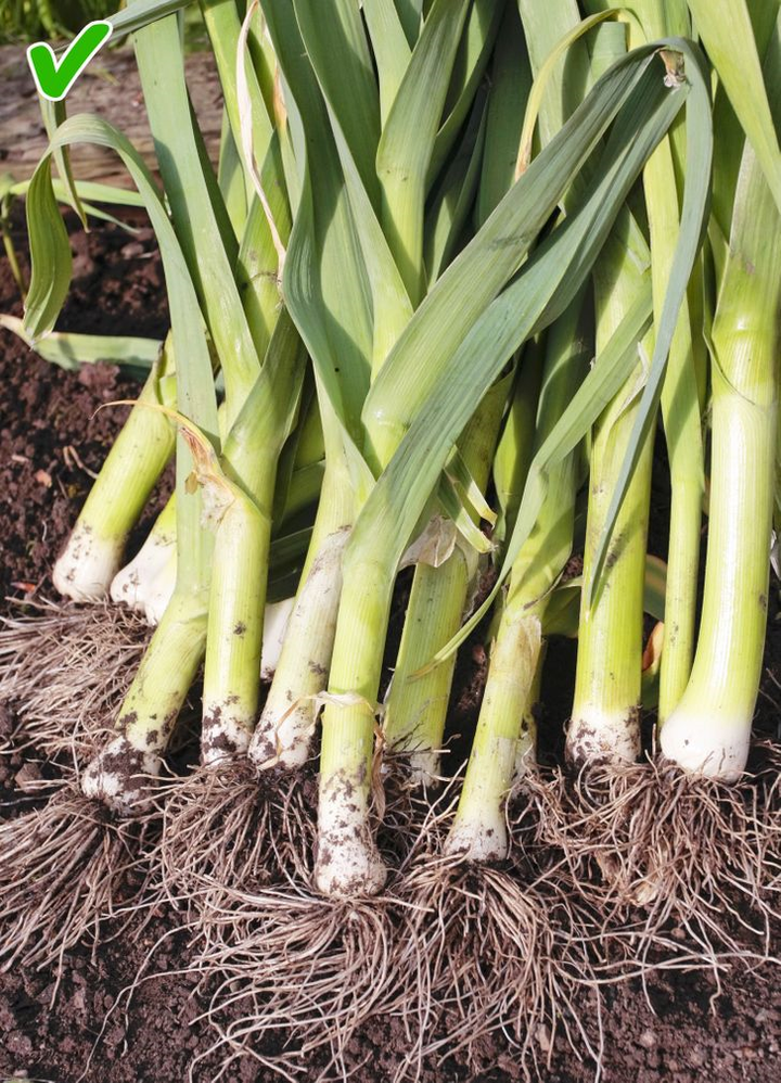 9 mẹo vặt giúp bảo quản thực phẩm tươi lâu không ngờ - 8