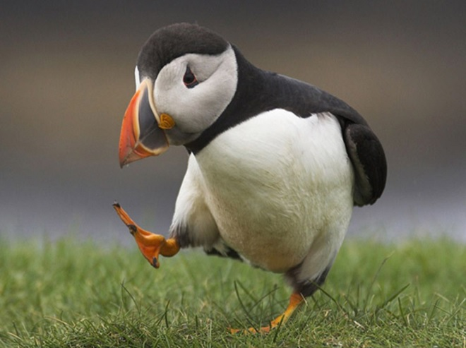 Đố mẹo: Đi mà không đi là gì? - 1