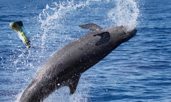 Ngoạn mục cảnh cá ông chuông phi thân lên mặt nước, làm thịt con mồi - 1