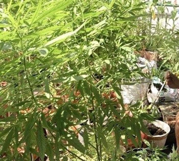 Trồng 110 cây cần sa, người đàn ông Long An bị phạt 3,5 triệu đồng - 1