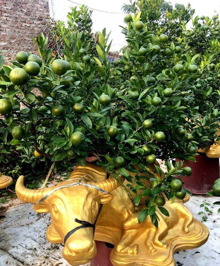 Đủ loại bonsai hình trâu độc đáo chơi Tết Tân Sửu 2021 - 2