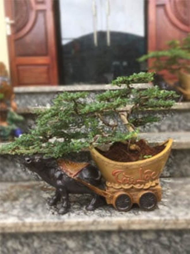 Đủ loại bonsai hình trâu độc đáo chơi Tết Tân Sửu 2021 - 3