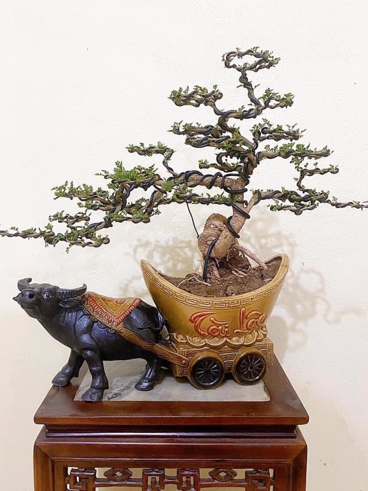 Đủ loại bonsai hình trâu độc đáo chơi Tết Tân Sửu 2021 - 5