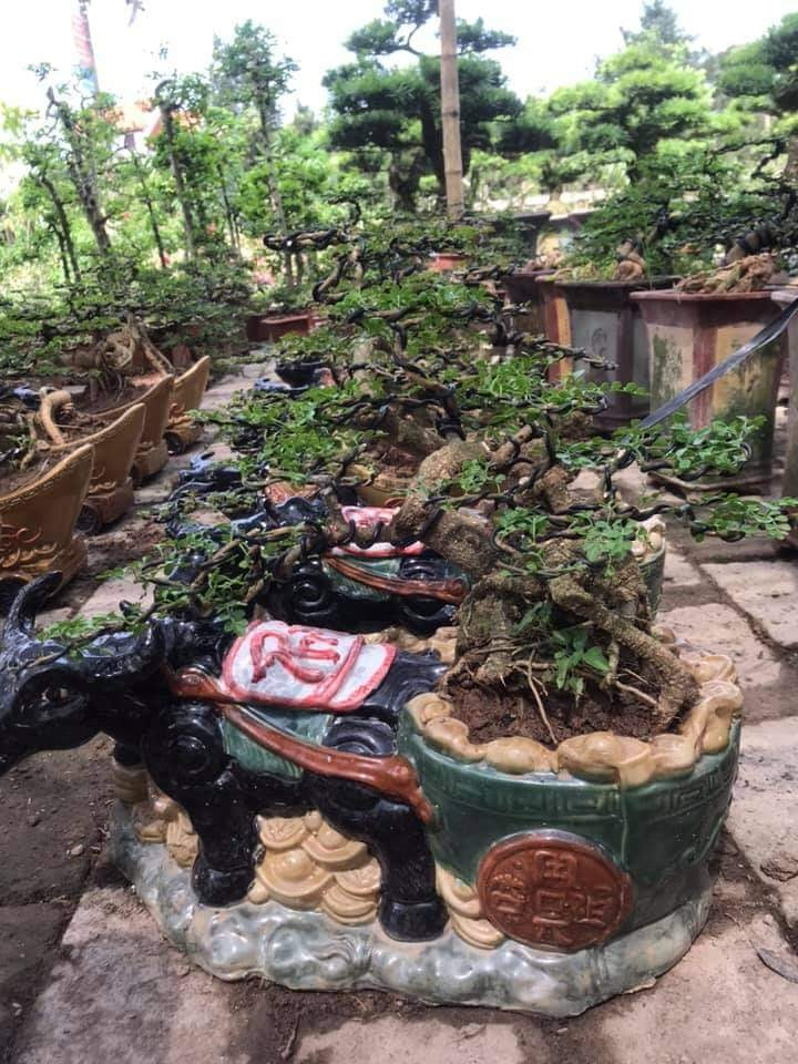 Đủ loại bonsai hình trâu độc đáo chơi Tết Tân Sửu 2021 - 6