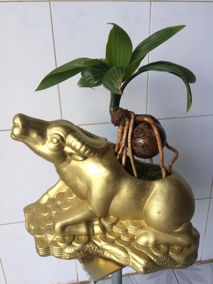 Đủ loại bonsai hình trâu độc đáo chơi Tết Tân Sửu 2021 - 8