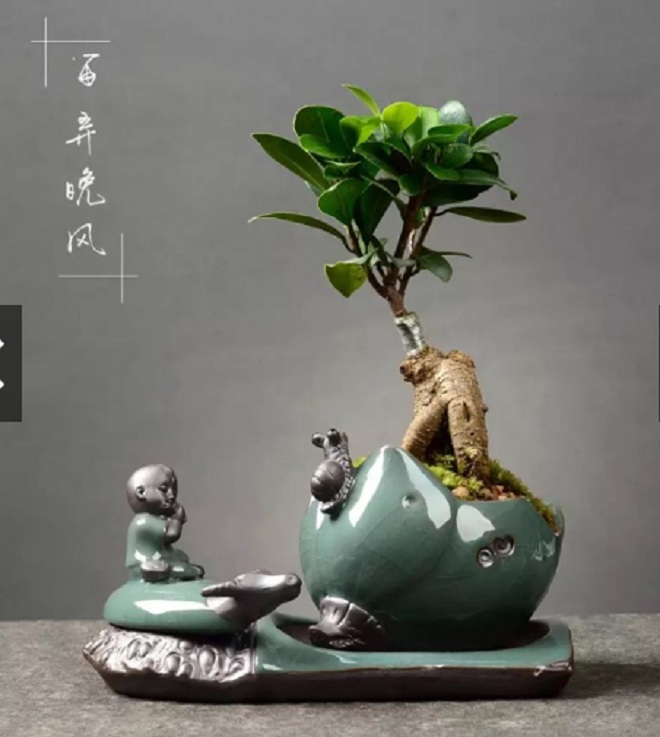 Đủ loại bonsai hình trâu độc đáo chơi Tết Tân Sửu 2021 - 9