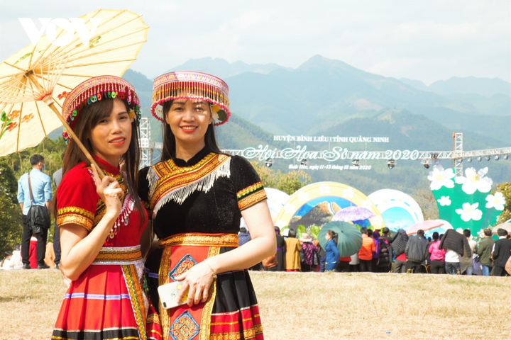 Ảnh: Hoa sở nở trắng rừng biên giới Bình Liêu - 10