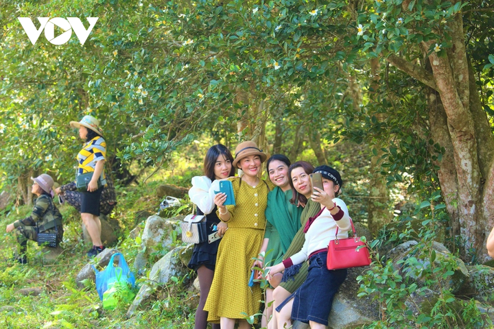 Ảnh: Hoa sở nở trắng rừng biên giới Bình Liêu - 14