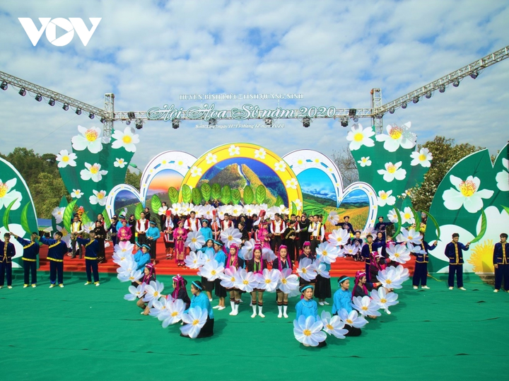 Ảnh: Hoa sở nở trắng rừng biên giới Bình Liêu - 6