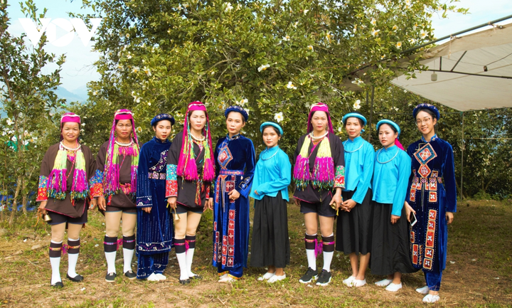 Ảnh: Hoa sở nở trắng rừng biên giới Bình Liêu - 7