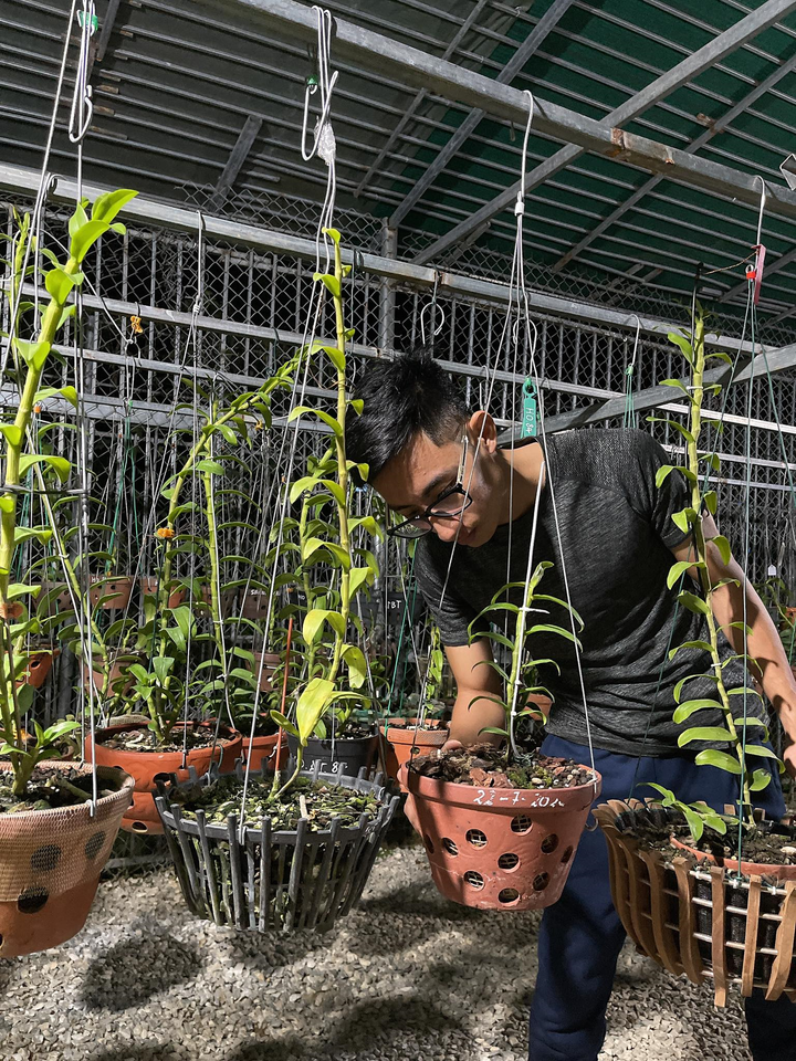 Louis Đức Trung và niềm đam mê hoa phong lan - 2