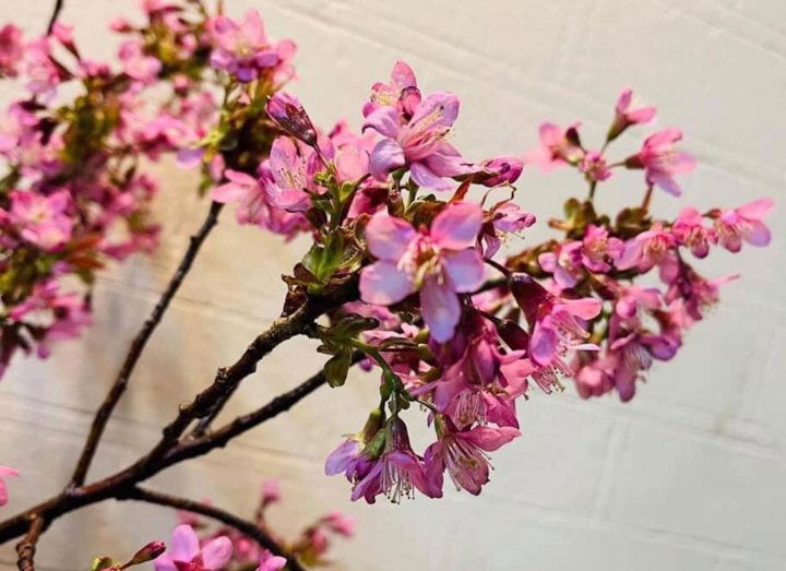 Hoa anh đào Trung Quốc giá rẻ tràn về, chị em ồ ạt săn mua - 1