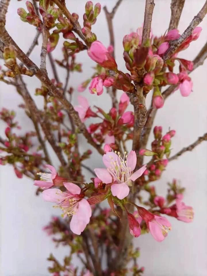 Hoa anh đào Trung Quốc giá rẻ tràn về, chị em ồ ạt săn mua - 2