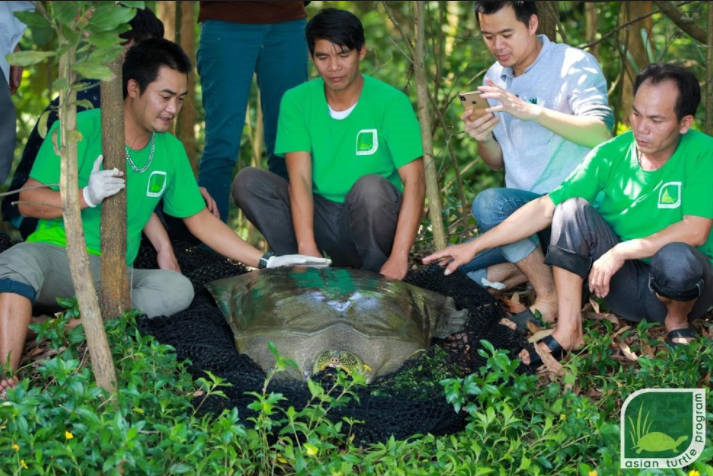 Tìm thấy hậu duệ của rùa Hoàn Kiếm ở hồ Đồng Mô - 1
