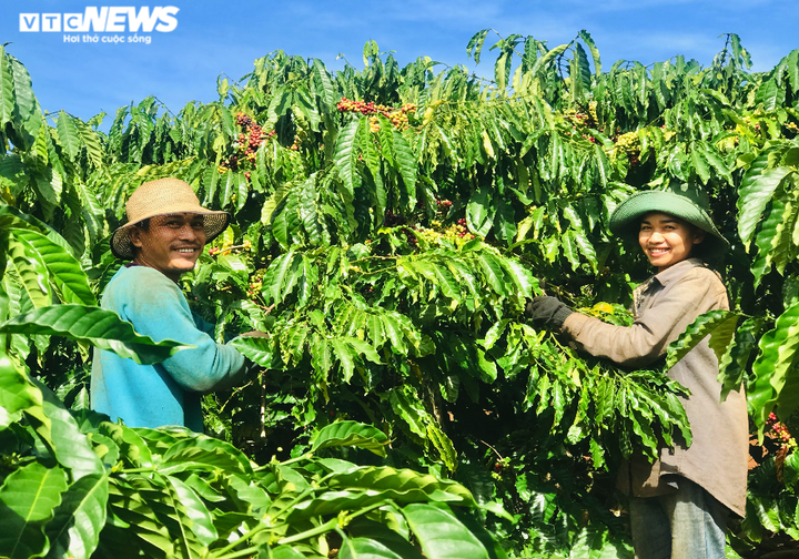 Ảnh: Tất bật lên Tây Nguyên hái cà phê thuê kiếm tiền triệu - 1