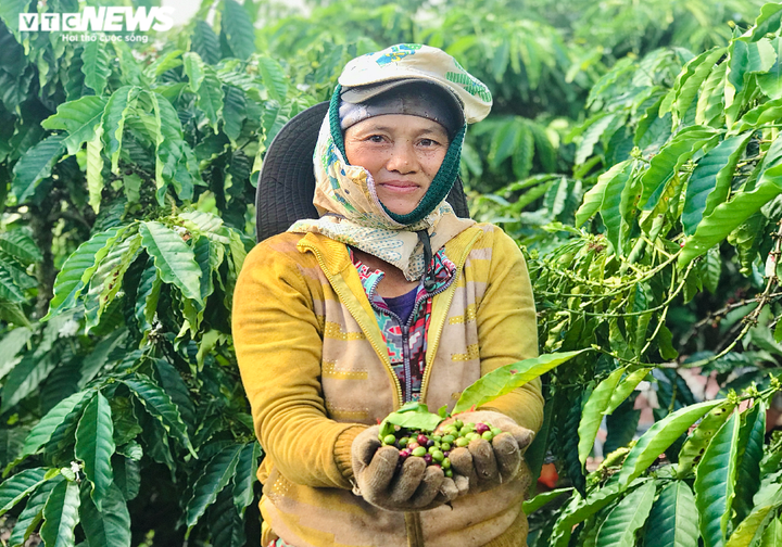 Ảnh: Tất bật lên Tây Nguyên hái cà phê thuê kiếm tiền triệu - 8