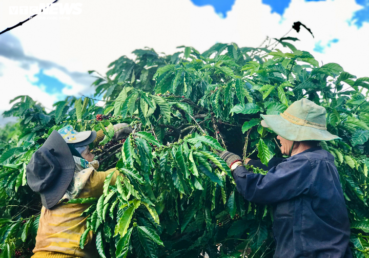 Ảnh: Tất bật lên Tây Nguyên hái cà phê thuê kiếm tiền triệu - 4