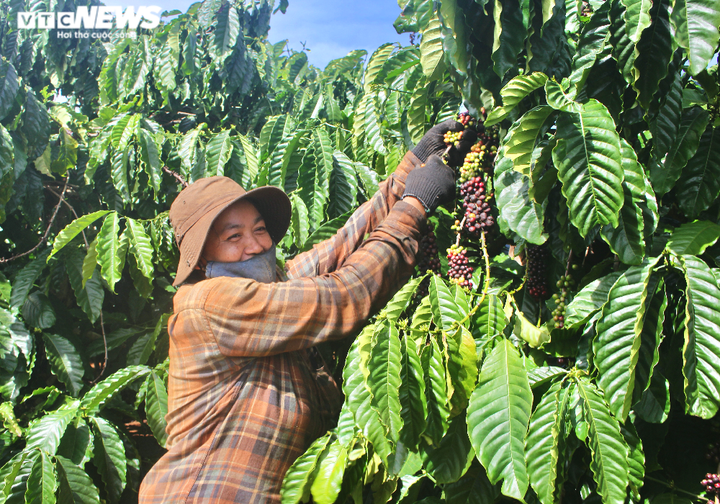 Ảnh: Tất bật lên Tây Nguyên hái cà phê thuê kiếm tiền triệu - 2