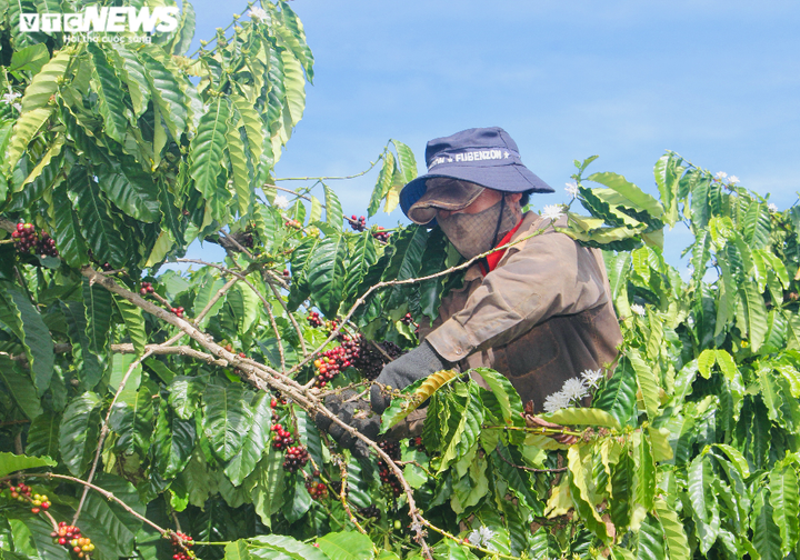 Ảnh: Tất bật lên Tây Nguyên hái cà phê thuê kiếm tiền triệu - 5