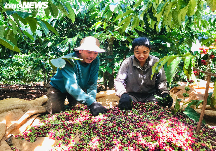 Ảnh: Tất bật lên Tây Nguyên hái cà phê thuê kiếm tiền triệu - 6