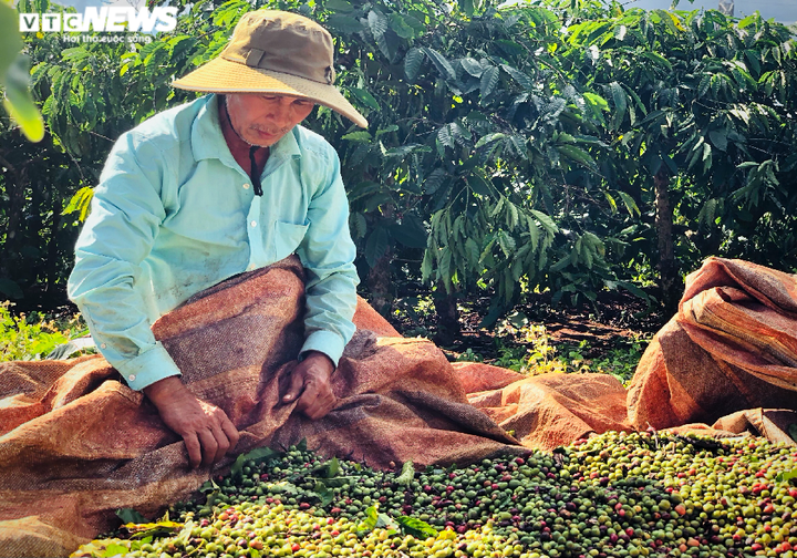 Ảnh: Tất bật lên Tây Nguyên hái cà phê thuê kiếm tiền triệu - 3