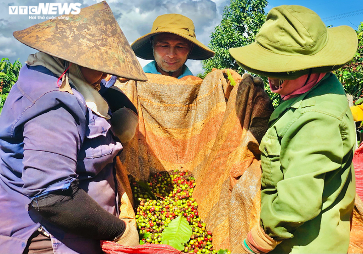 Ảnh: Tất bật lên Tây Nguyên hái cà phê thuê kiếm tiền triệu - 7
