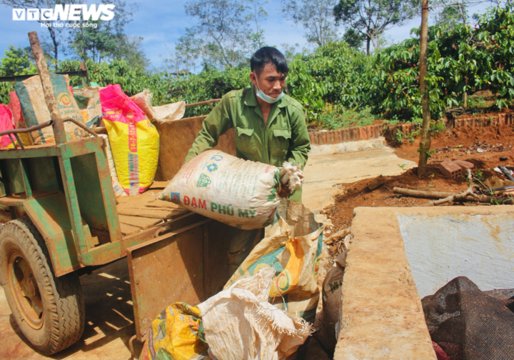 Ảnh: Tất bật lên Tây Nguyên hái cà phê thuê kiếm tiền triệu - 9