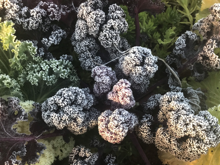 Nhiệt độ Fansipan xuống dưới 0 độ C, băng giá phủ trắng cỏ cây, mặt đất - 6