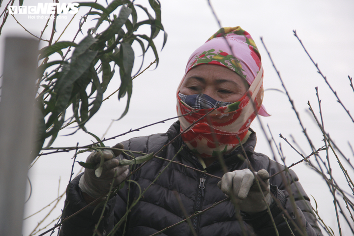 Chi tiền triệu thuê người tuốt lá đào Nhật Tân, hối hả chuẩn bị vụ Tết Tân Sửu - 2