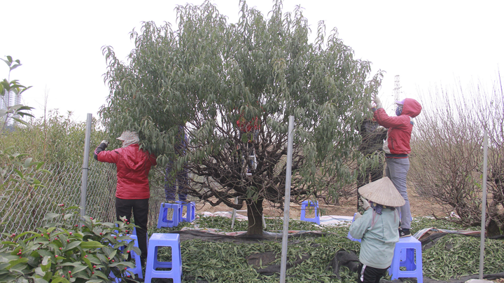Chi tiền triệu thuê người tuốt lá đào Nhật Tân, hối hả chuẩn bị vụ Tết Tân Sửu - 1