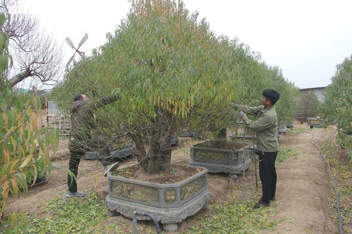 Chi tiền triệu thuê người tuốt lá đào Nhật Tân, hối hả chuẩn bị vụ Tết Tân Sửu - 6