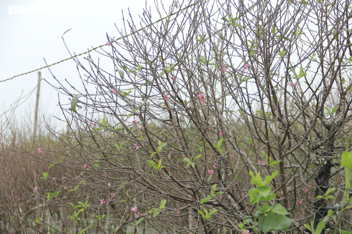 Chi tiền triệu thuê người tuốt lá đào Nhật Tân, hối hả chuẩn bị vụ Tết Tân Sửu - 10