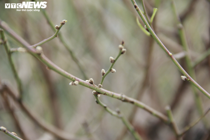 Chi tiền triệu thuê người tuốt lá đào Nhật Tân, hối hả chuẩn bị vụ Tết Tân Sửu - 8