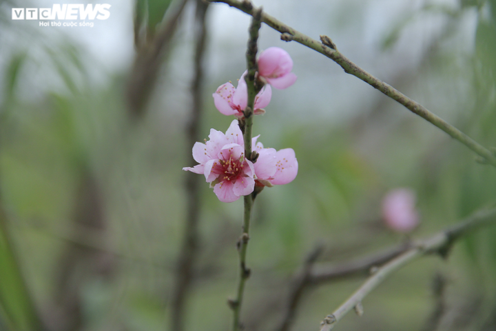 Chi tiền triệu thuê người tuốt lá đào Nhật Tân, hối hả chuẩn bị vụ Tết Tân Sửu - 9