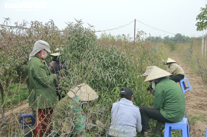 Chi tiền triệu thuê người tuốt lá đào Nhật Tân, hối hả chuẩn bị vụ Tết Tân Sửu - 3