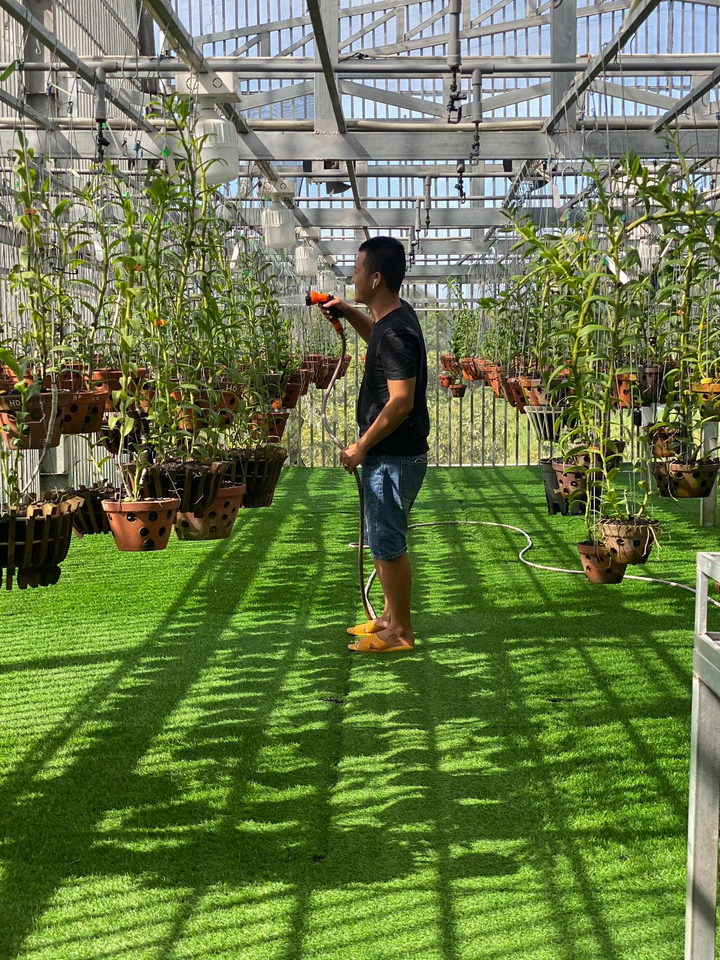 Bén duyên với lan đột biến, chàng trai Nguyễn Phú sở hữu khu vườn giá trị - 3