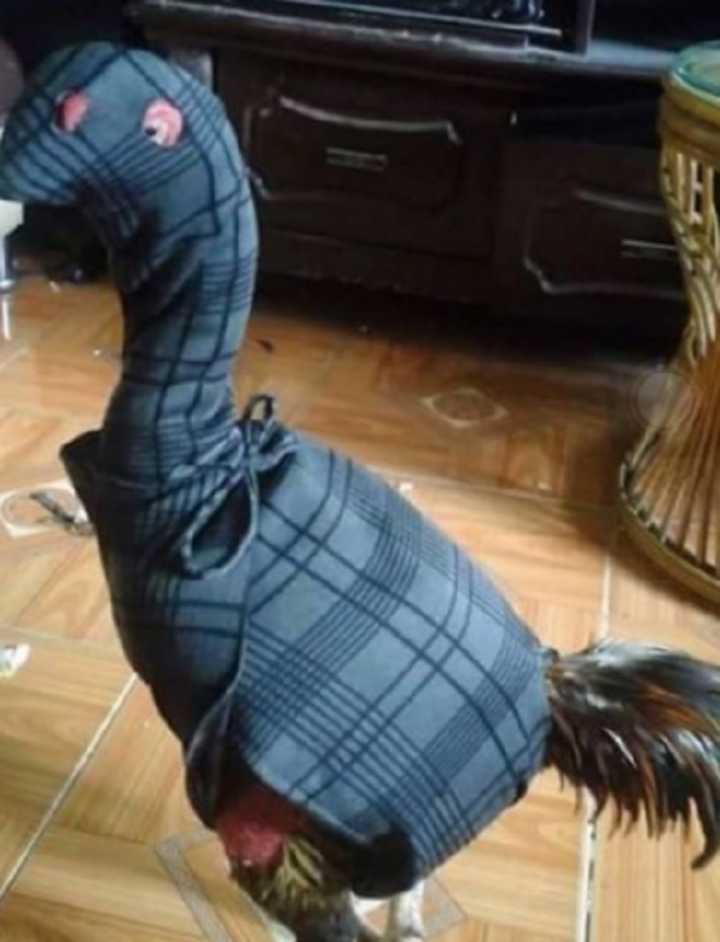 Các 'thánh hài' chọc cười dân mạng bằng loạt ảnh vui về trời rét - 12