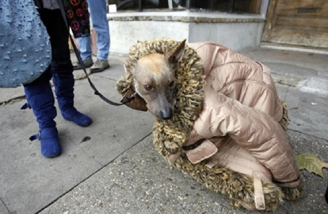 Các 'thánh hài' chọc cười dân mạng bằng loạt ảnh vui về trời rét - 13