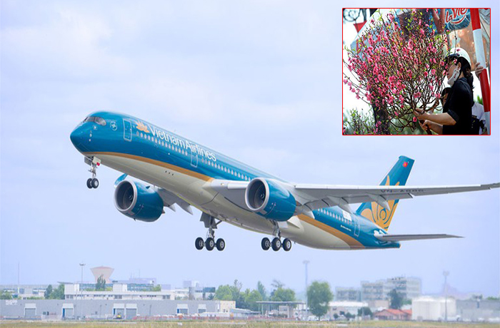 Đào, mai Tết có thể ‘bay’ Hà Nội – Sài Gòn với giá gần 500.000 đồng/bó - 1