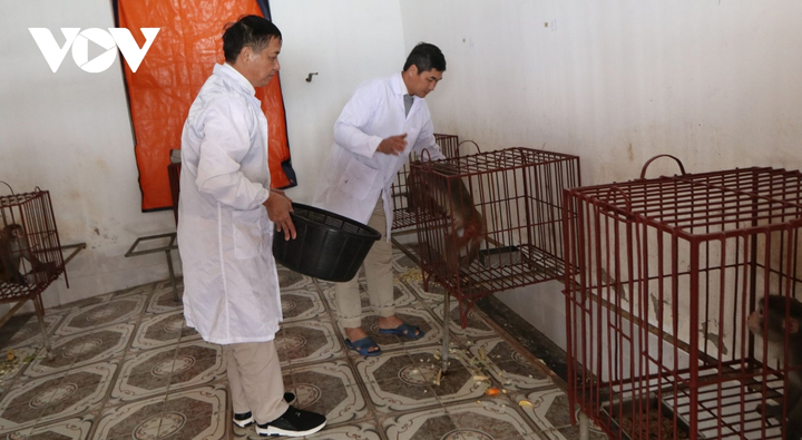 12 con khỉ thử nghiệm vaccine COVID-19 của Việt Nam được chăm sóc thế nào? - 1