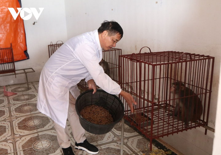 12 con khỉ thử nghiệm vaccine COVID-19 của Việt Nam được chăm sóc thế nào? - 2