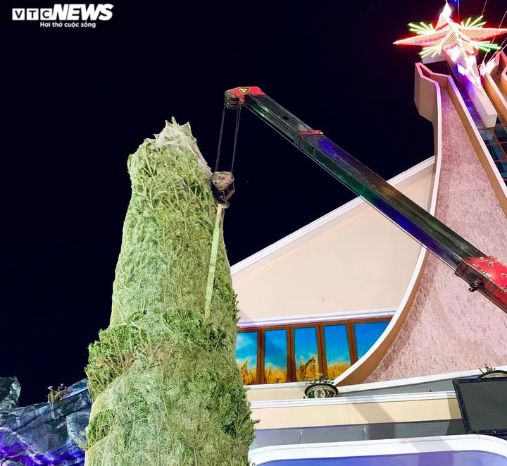 Ảnh: Cây thông tươi giá 47 triệu đồng về tới TP.HCM sau 45 ngày ướp đá từ Mỹ - 3