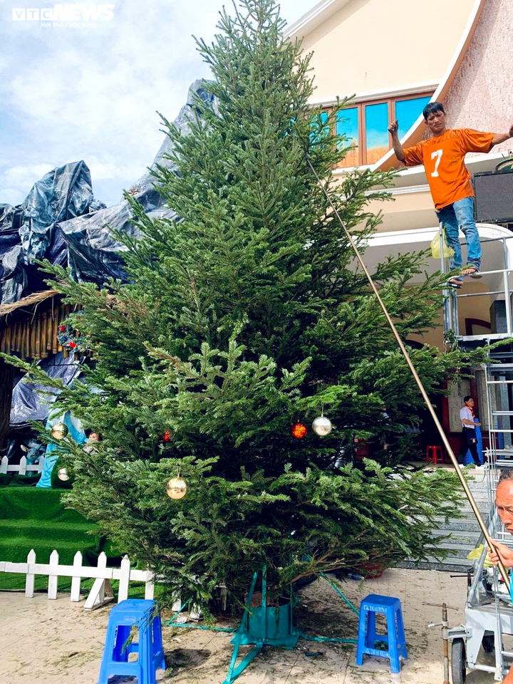Ảnh: Cây thông tươi giá 47 triệu đồng về tới TP.HCM sau 45 ngày ướp đá từ Mỹ - 10