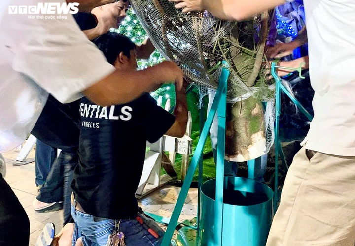 Ảnh: Cây thông tươi giá 47 triệu đồng về tới TP.HCM sau 45 ngày ướp đá từ Mỹ - 5