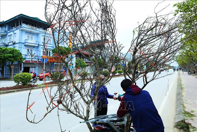 Ủng hộ cấm chặt đào rừng chơi Tết, nhưng đừng để người trồng đào ảnh hưởng - 1